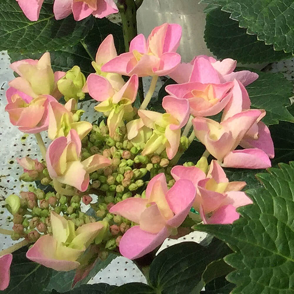 イイハナ 母の日 鉢植え アジサイ フェアリーアイ イイハナ人気no 1 花のプレゼント ギフト