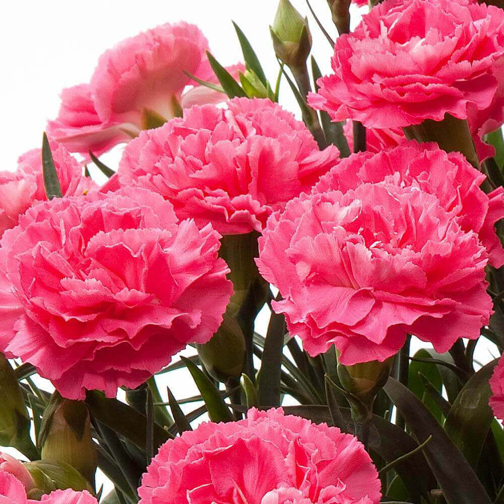 イイハナ 母の日 鉢植え カーネーション クレア 花のプレゼント ギフト