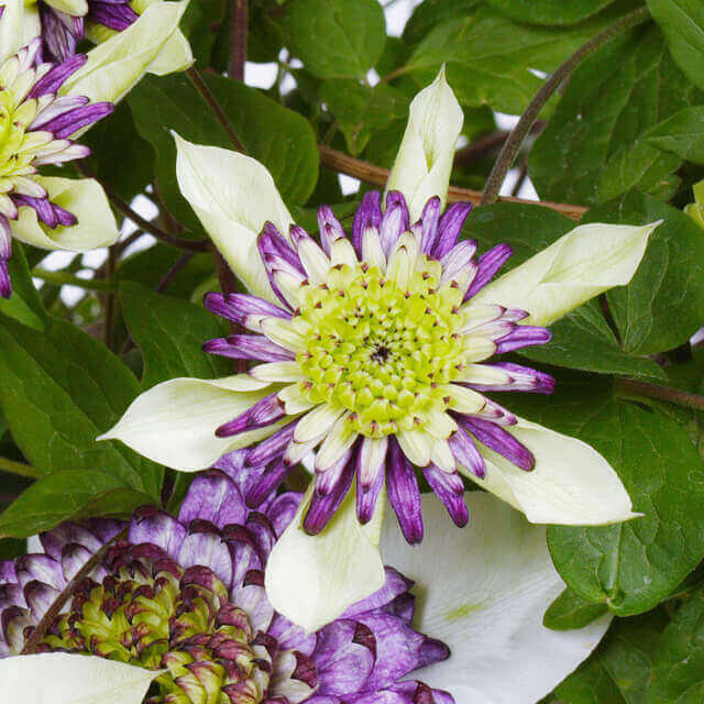 イイハナ 母の日 鉢植え プレミアムクレマチス ビエネッタ 花のプレゼント ギフト