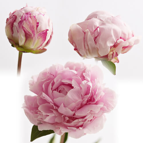 イイハナ 母の日 花束 芍薬美人 桜色重ね 花のプレゼント ギフト