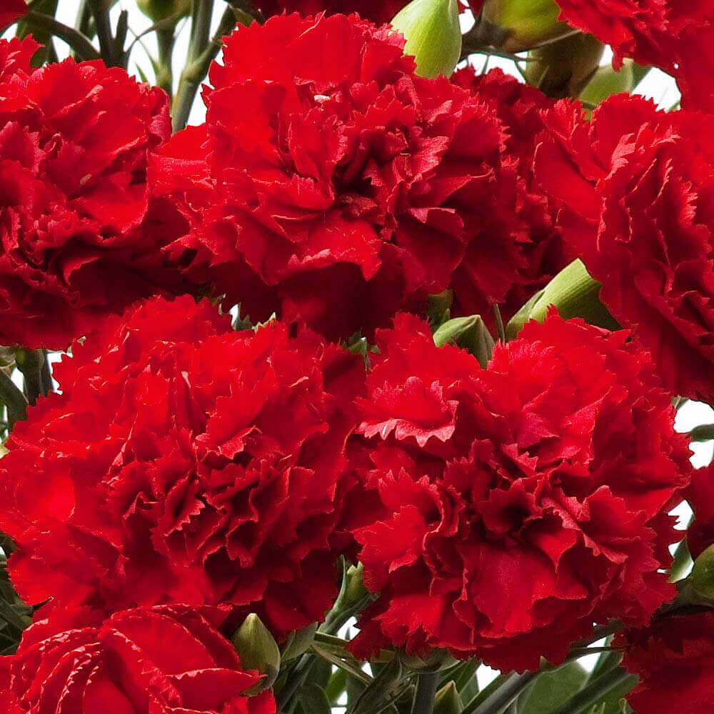 イイハナ 母の日 ディズニー 鉢植え カーネーションバスケット ミッキーマウス 花のプレゼント ギフト イイハナ 母の日 ディズニー 鉢植え カーネーションバスケット ミッキーマウス 花のプレゼント ギフト