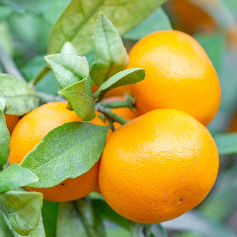 イイハナ Ex鉢植え おうち果樹園 実付きみかん 花の翌日宅配はお急ぎオーダー