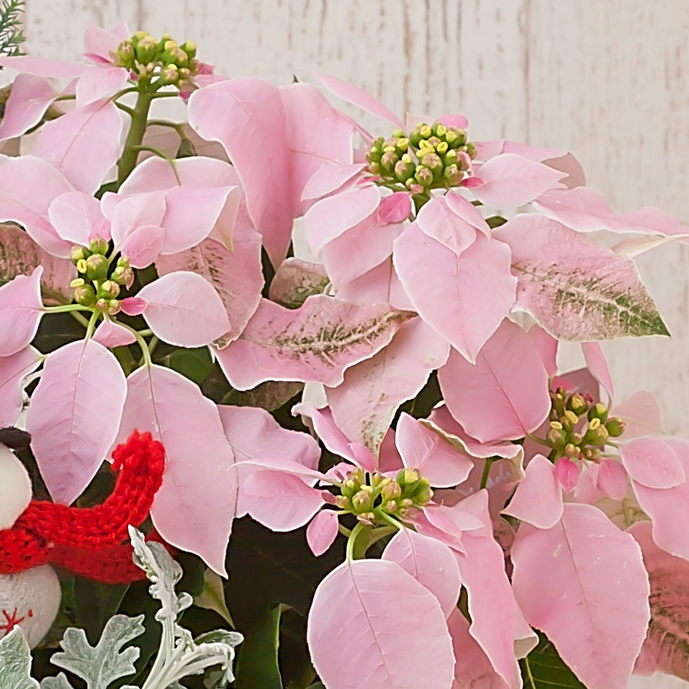 イイハナ】寄せ鉢「スノーマンの贈り物」│クリスマスの花プレゼント・ギフト