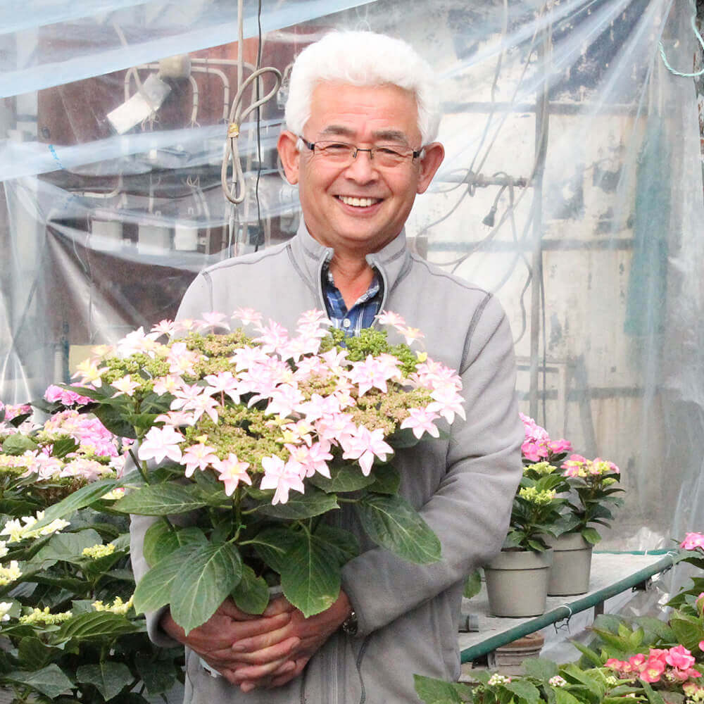 イイハナ 鉢植え お多福紫陽花 初夏特集