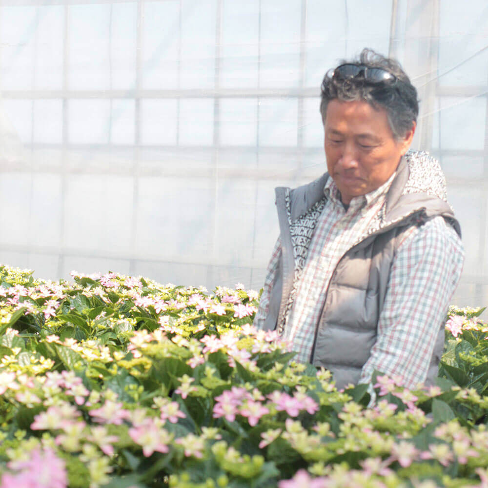 イイハナ 母の日 鉢植え アジサイ 歌合せ 花のプレゼント ギフト