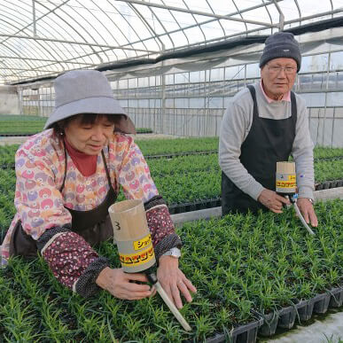 イイハナ 母の日 鉢植え カーネーション ムジカ 花のプレゼント ギフト