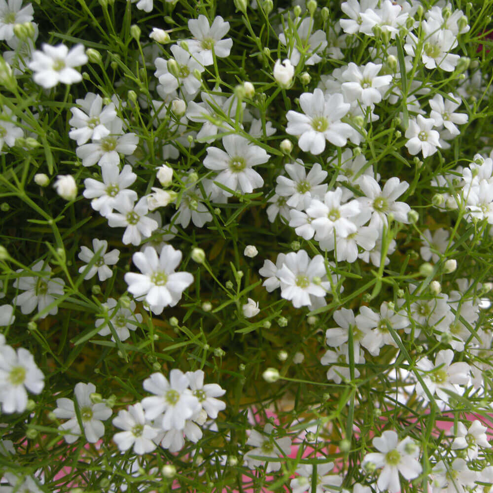 イイハナ 母の日 鉢植え カスミ草 星のカーニバル 花のプレゼント ギフト