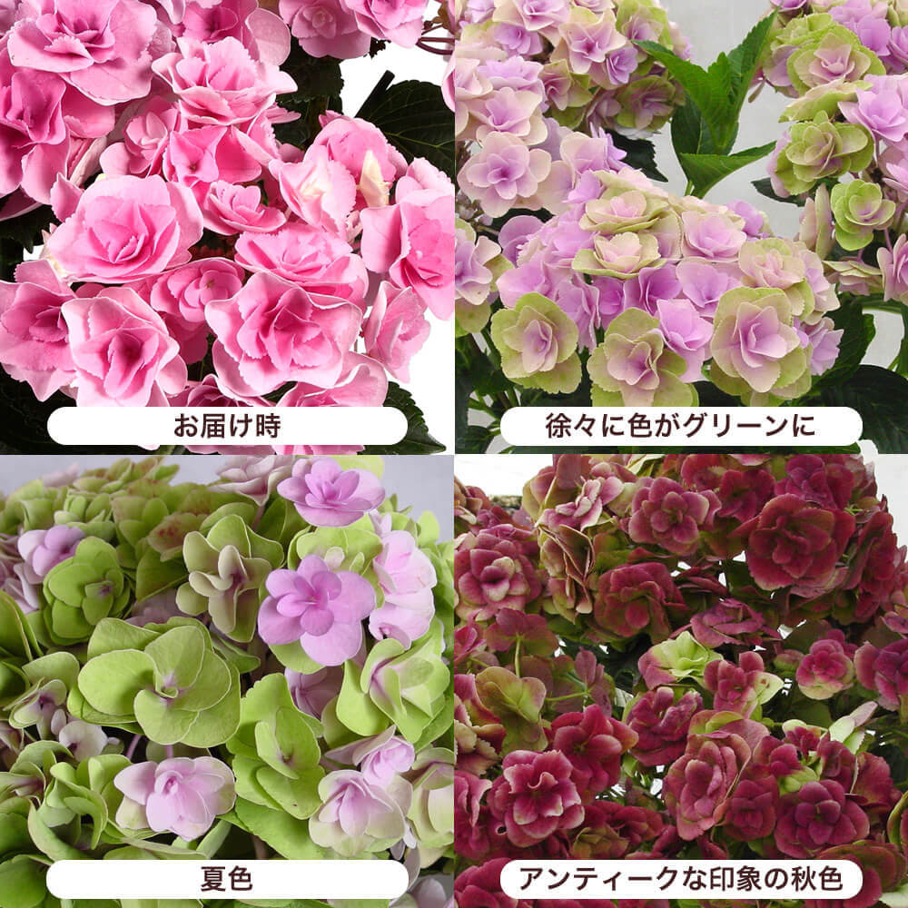 イイハナ 母の日 鉢植え アジサイ フェアリーアイ イイハナ人気no 1 花のプレゼント ギフト