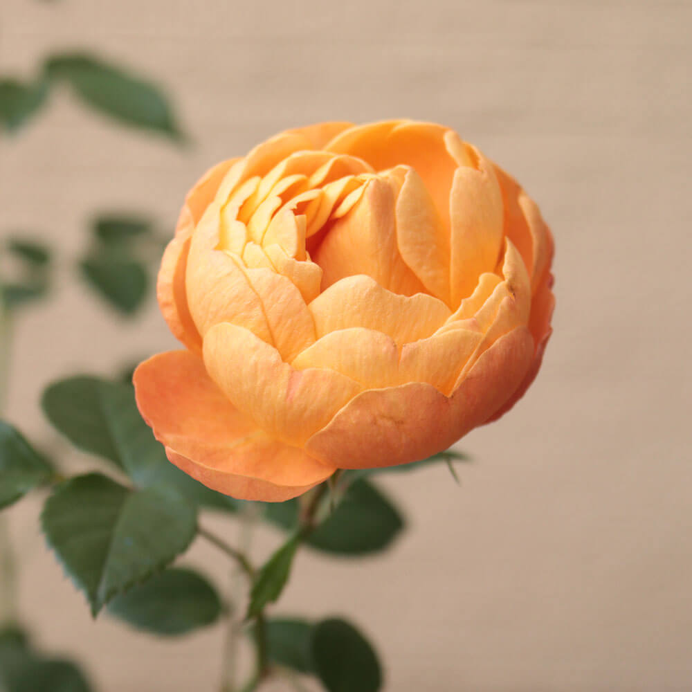 母の日 鉢植え「ミニバラ ジューシーテラッツァ」│イイハナ 母の日 鉢植え「ミニバラ ジューシーテラッツァ」│イイハナ