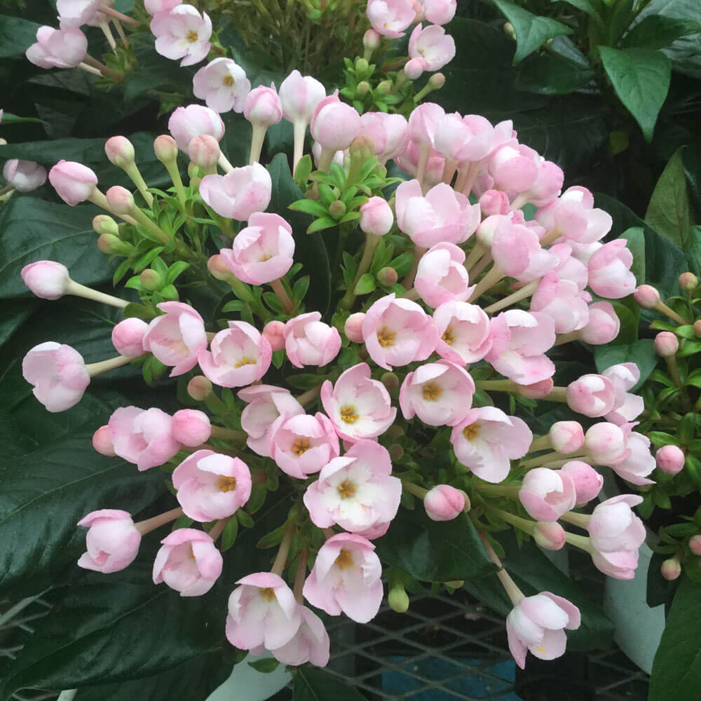 イイハナ 鉢植え におい桜 ココ ワンランク上の上質ギフト お歳暮 ウィンターギフト特集