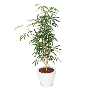 シェフレラ BG70242100.jpg