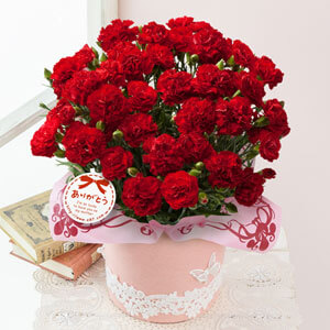 イイハナ 母の日 鉢植え カーネーション グランルージュ 花のプレゼント ギフト