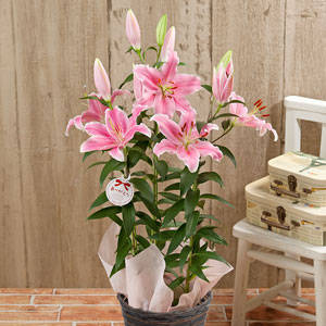 イイハナ 母の日 鉢植え オリエンタルリリー ソルボンヌ 甘い香りに包まれて 花のプレゼント ギフト
