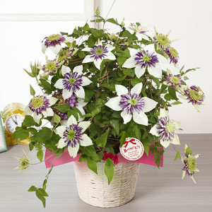 イイハナ 母の日 鉢植え プレミアムクレマチス ビエネッタ 花のプレゼント ギフト
