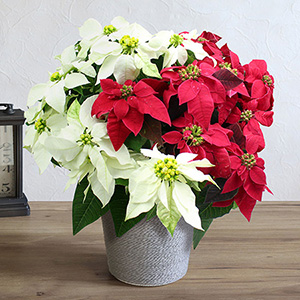 プリンセチア「ミックス」｜クリスマスの花特集｜フラワーギフト通販