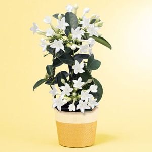 母の日 鉢植え「ジャスミン マダガスカルジャスミン」｜フラワーギフト