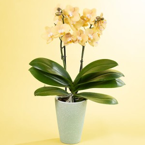 母の日 鉢植え「水やりラクチン胡蝶蘭 マロン」｜フラワーギフト通販
