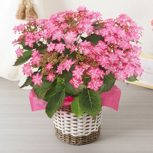 イイハナ 鉢植え アジサイ ひなまつり 初夏特集