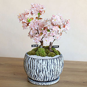 桜❀さま専用ページ Amazon | サクラクレパス 油性ペン ペンタッチ 中字 12色 PK-M12