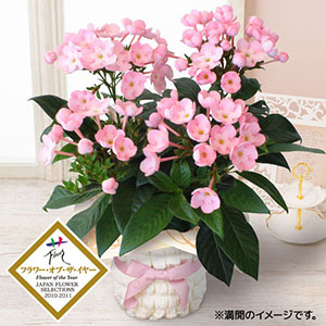 鉢植え「におい桜ココ」｜秋の花特集｜フラワーギフト通販ならイイハナ