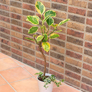 フィカス・アルテシマ 約150cm 神奈川県辻堂、茅ケ崎、平塚にて