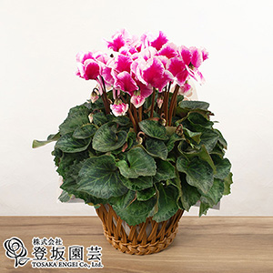 銘花　ヒライHirai 椿　鉢底約100cm B 銘花 ヒライHirai 椿 鉢底約100cm B