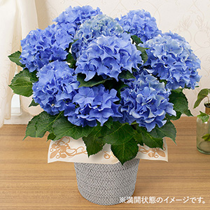 鉢植え「フリンジアジサイ クレイジーテンシア」│初夏の花特集