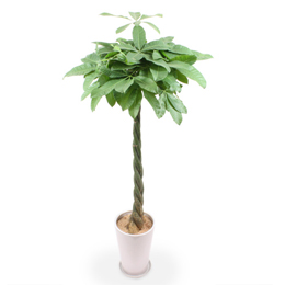 その他観葉植物 Nao 観葉植物 ガジュマル 7号 ストレート プラスチック鉢 | 観葉植物