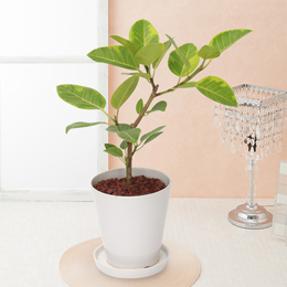 【イイハナ】観葉植物「フィカス・アルテシマ」6号 花・フラワー 