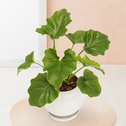 観葉植物 セローム 170cm 観葉植物 セローム 170cm 観葉植物 セローム