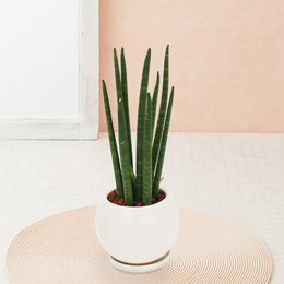 イイハナ 観葉植物 サンスベリア スタッキー 花 フラワーギフト販売 通販