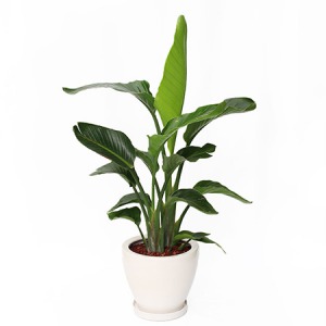 観葉植物　オーガスタ 直送】【人工観葉植物】YDM/120CMオーガスタ グリーン/GLP-1520-GR