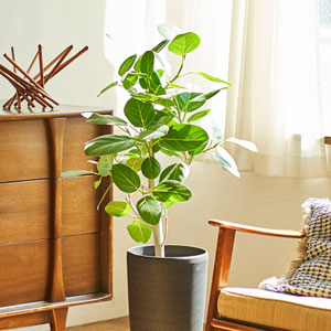 K*i様 フィカス　ベンガレンシス　観葉植物　7号　約110センチ 2 楽天市場】観葉植物 フィカス・ベンガレンシス / 7寸・約W35cm