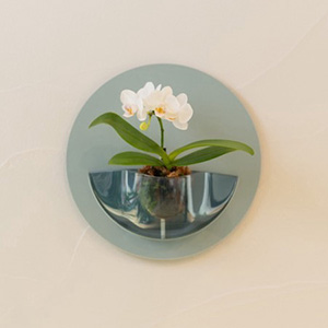 鉢植え「壁に花咲く小さな胡蝶蘭 ranto HALO（ホワイト）」｜フラワー