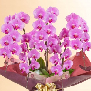 お祝いの席にふさわしい華やぎのあるピンクの胡蝶蘭です。