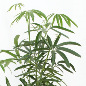 「シェフレラ・アンガスティフォリア」は希少価値が高い観葉植物で、シャープな葉が魅力です。