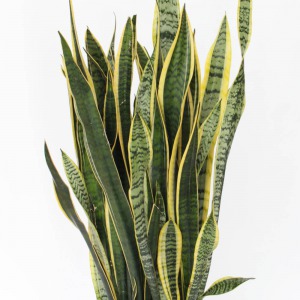 「サンスベリア」は濃い緑の葉に黄色の縁取りが入り、色のコントラストが美しい観葉植物です。