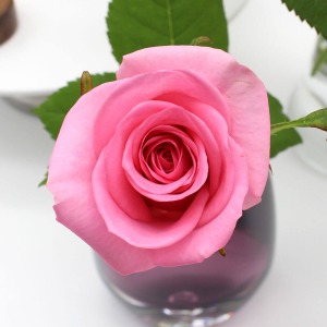 【毎月お届け】新鮮！バラの摘みたて便（2月お届け）ピンクダイヤモンド＆アヴニール　アップ
