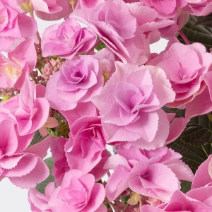 イイハナ人気NO.1の色鮮やかなピンクの八重咲きアジサイです。