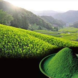自然豊かな天竜川伏流水の湧水で作られる茶そばは、こだわりの静岡県産抹茶と山芋を入れ作られています。