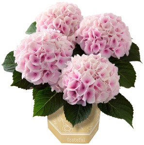 ̓@AWTCAZbguggLďC R`Ỹ[[v