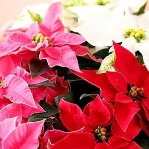 3F̃vZ`AoX悭dĂĂ܂B