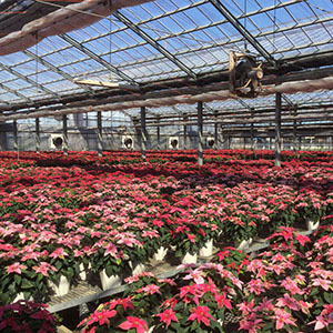 Ns|CZ`A̕i]Ő̎ܗԉő؂ɈĂĂ܂B