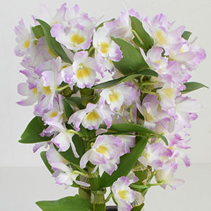 N̂Aɂӂ킵؂ȈۂłB