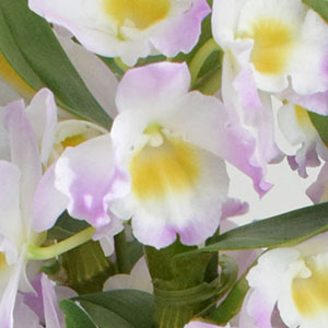 1ւ̃AbvłBԂ傫11ւ̑݊܂B