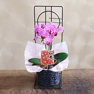 �������@���A���u�~�j�Ӓ����v