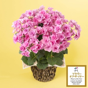 ��̓��@���A���u�A�W�T�C�@�t�F�A���[�A�C�v