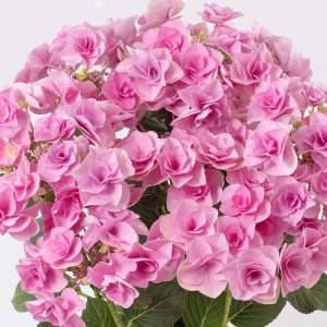 ���J���̃C���[�W�ł��B���Ă܂��ɂӂ���ƉԂ��炫�A�{�����[�������������ł��B