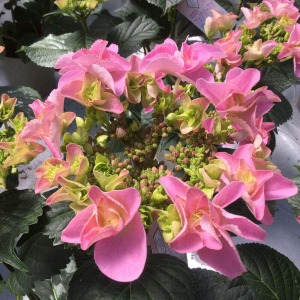 �炫�n�߂͊O���̉Ԃ������炫�A�܂�ŉԂ̊z���̂悤�ł��B