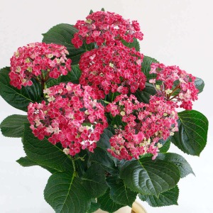 ���͂��C���[�W�ł��B���J�̎�O���炢�̏�Ԃł��͂����܂��B